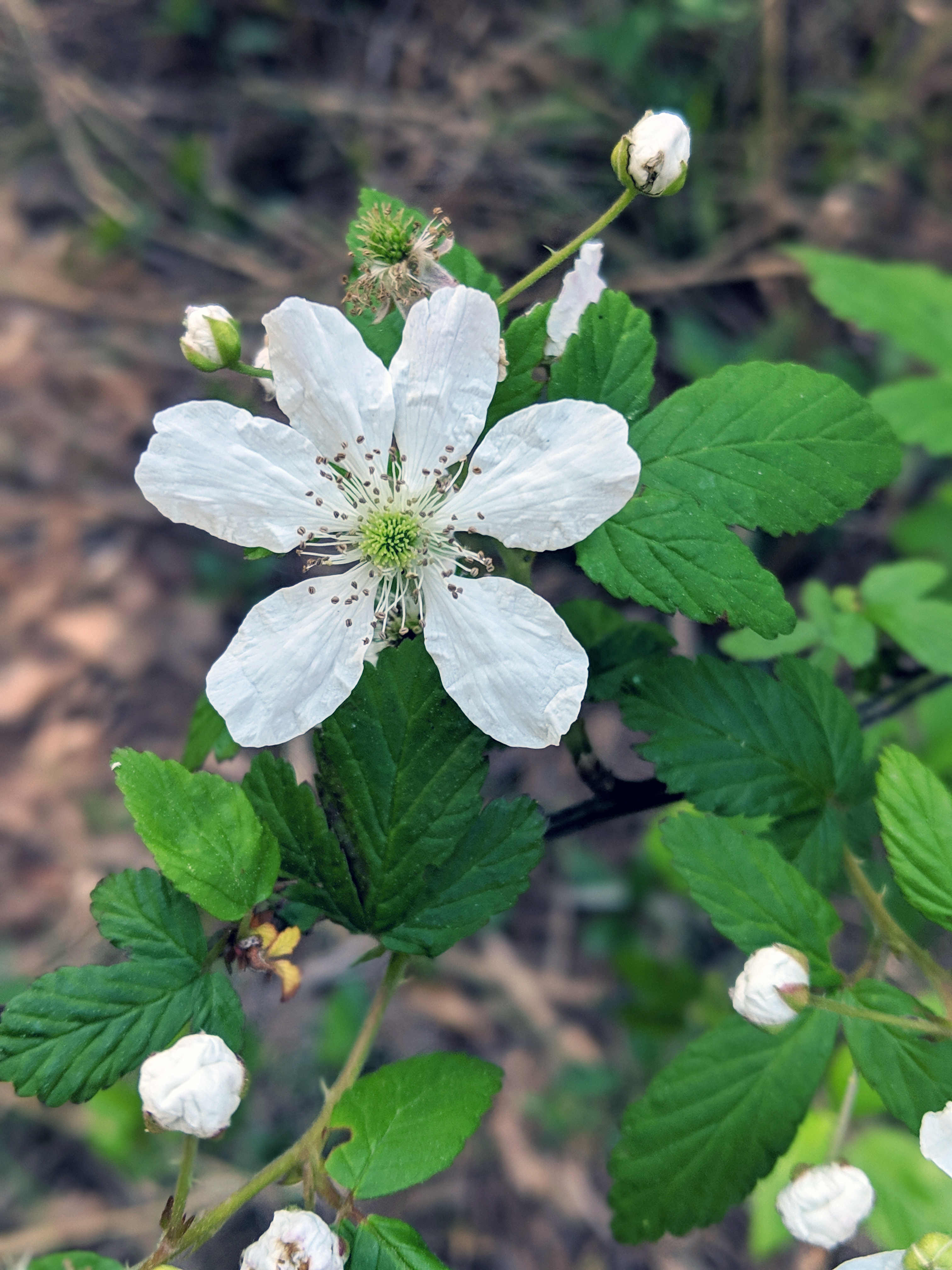 Promoting understory for sustainable forest management